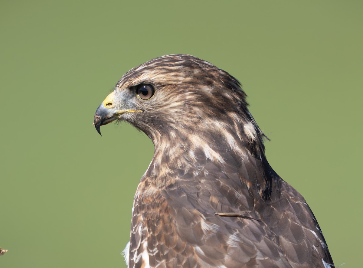 Rotschulterbussard - ML643717282