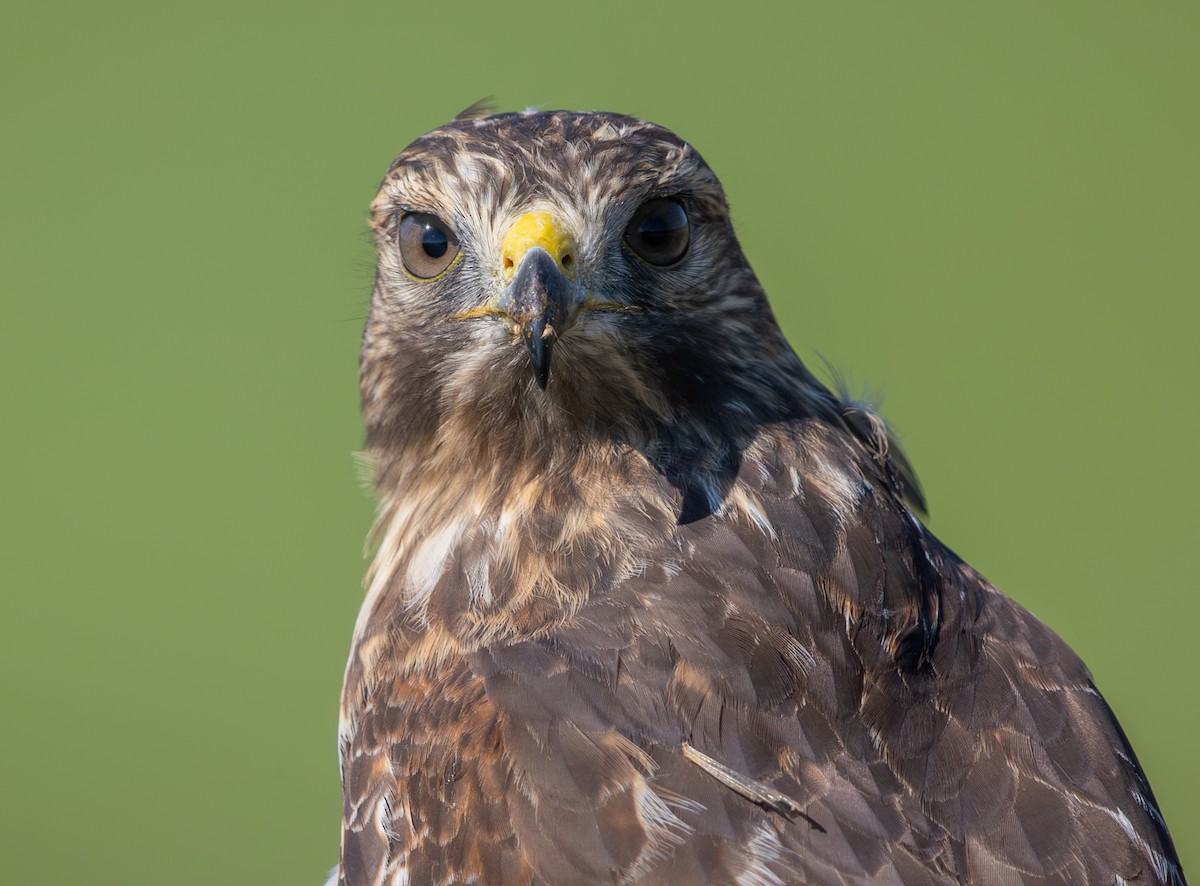 Rotschulterbussard - ML643717283