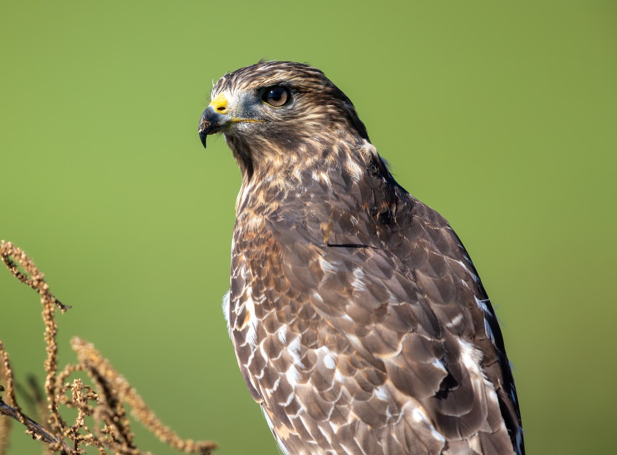 Rotschulterbussard - ML643717284