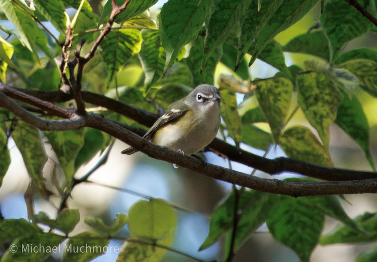 eremittvireo - ML643717287