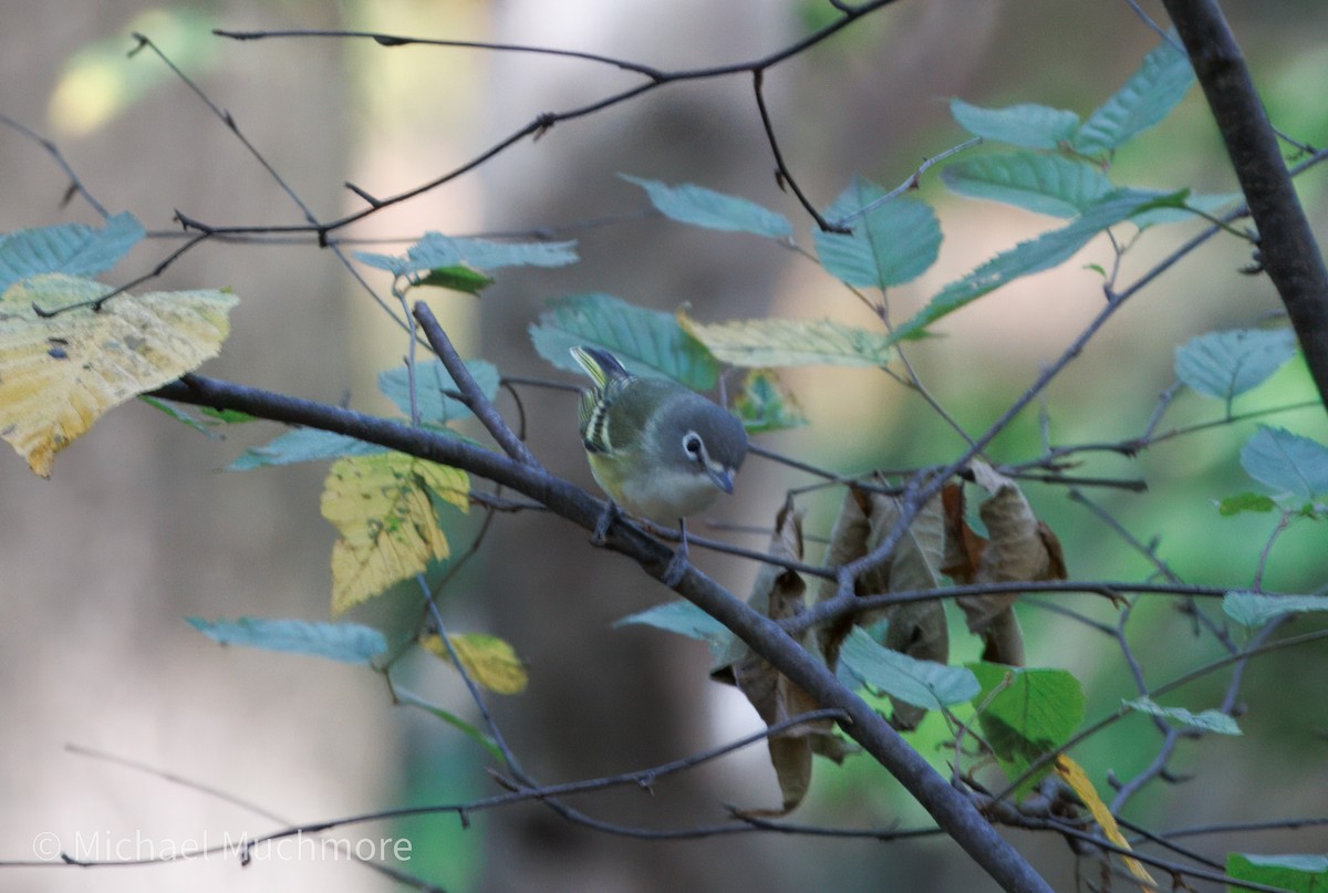 eremittvireo - ML643717288