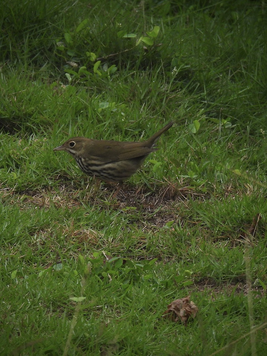 Paruline couronnée - ML643717289
