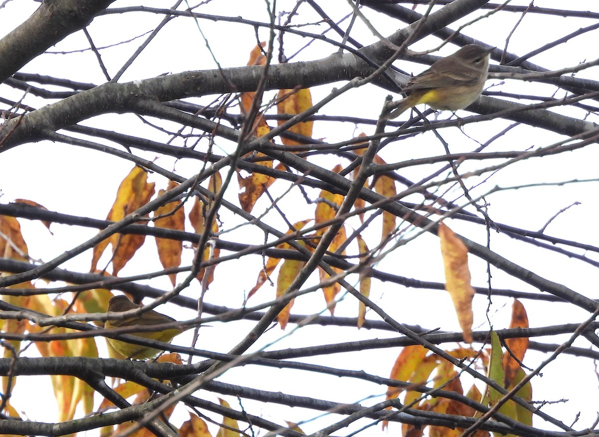 lesňáček bažinný - ML643717294