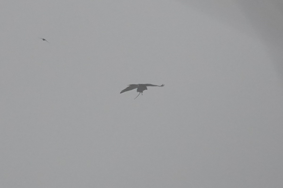 hawk sp. - ML643717312