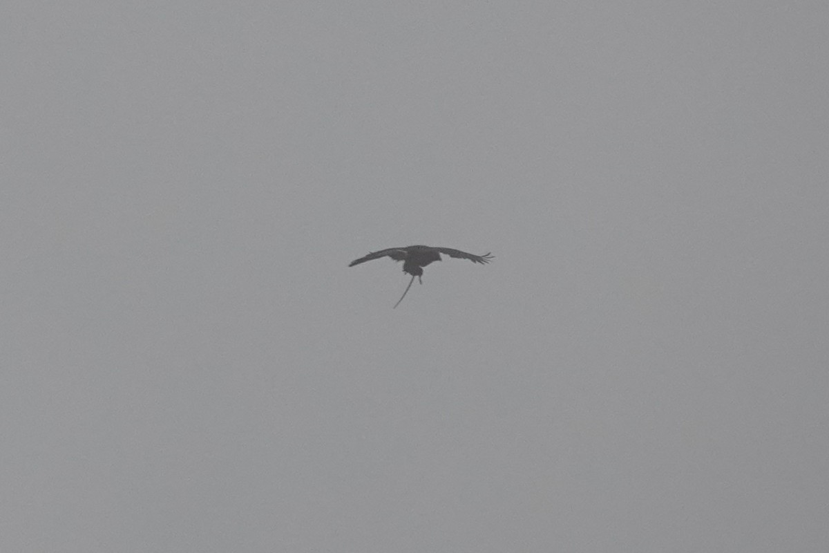 hawk sp. - ML643717313