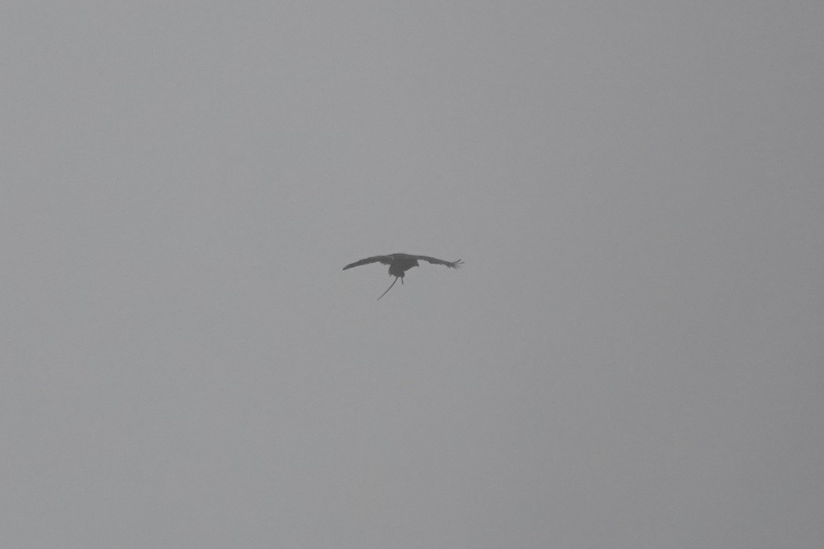 hawk sp. - ML643717314