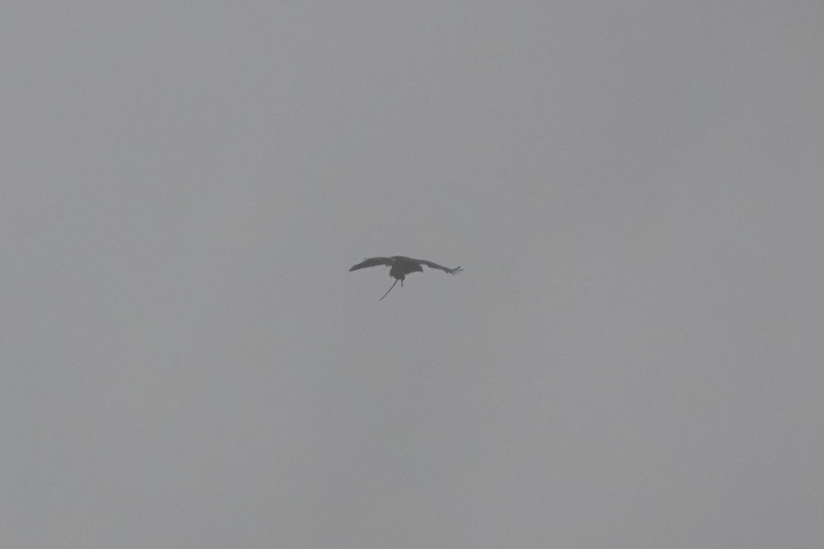hawk sp. - ML643717315