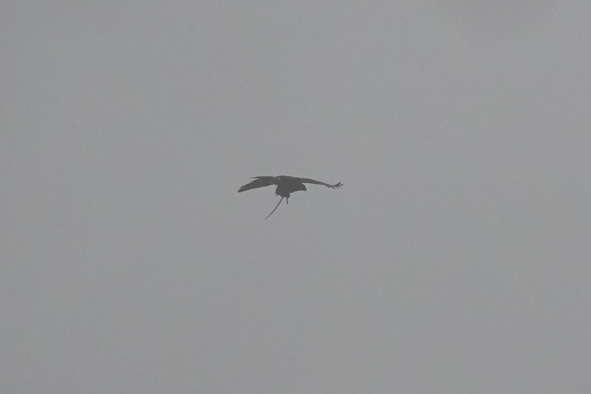 hawk sp. - ML643717316