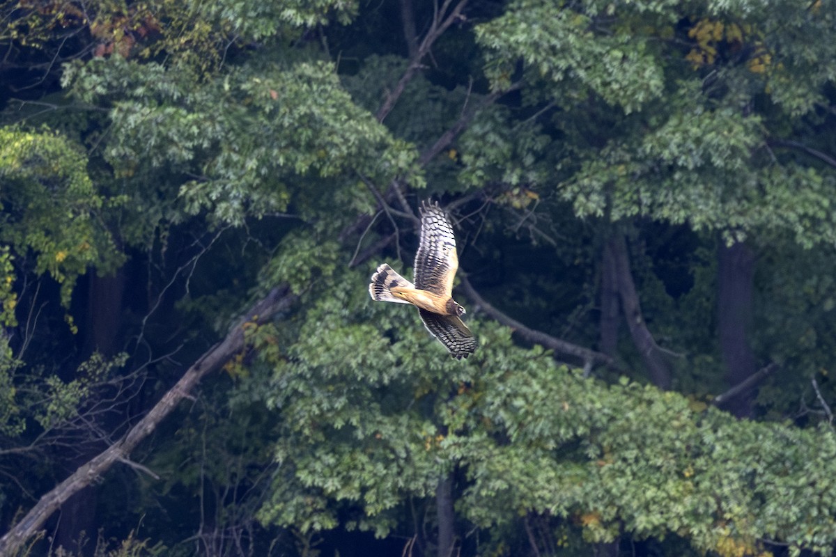 Northern Harrier - ML643717350