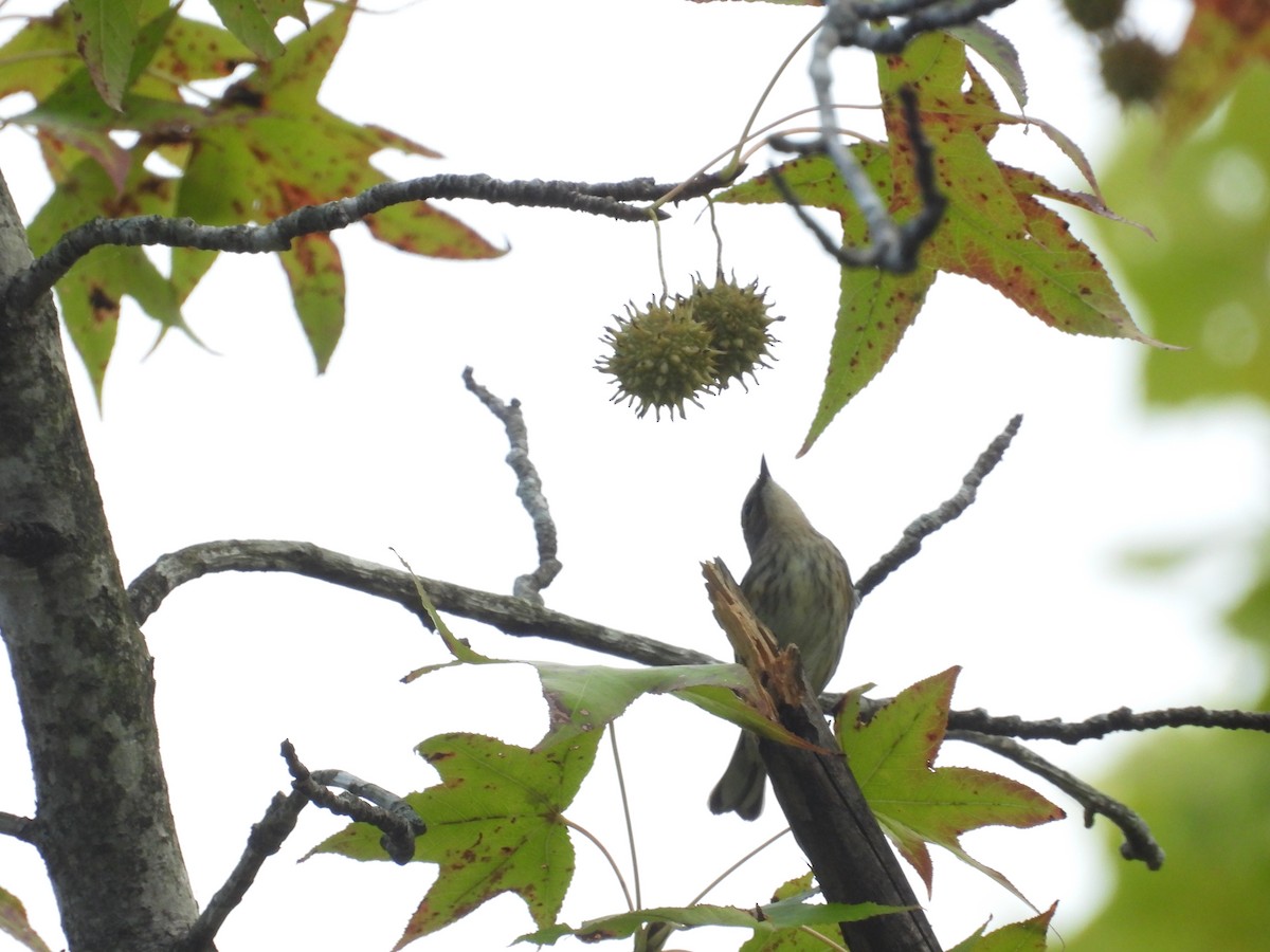 myrteparula - ML643717352