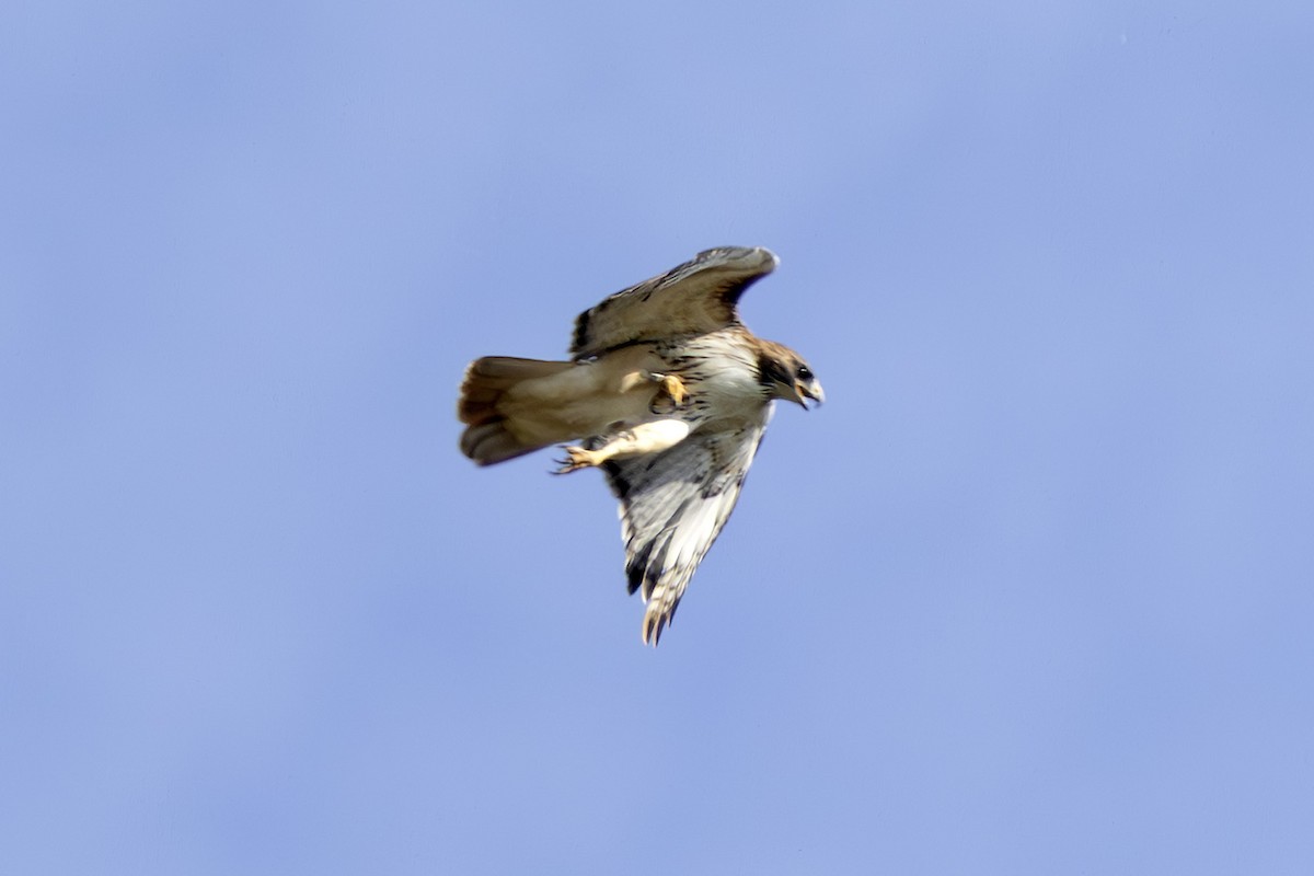 Red-tailed Hawk - ML643717354