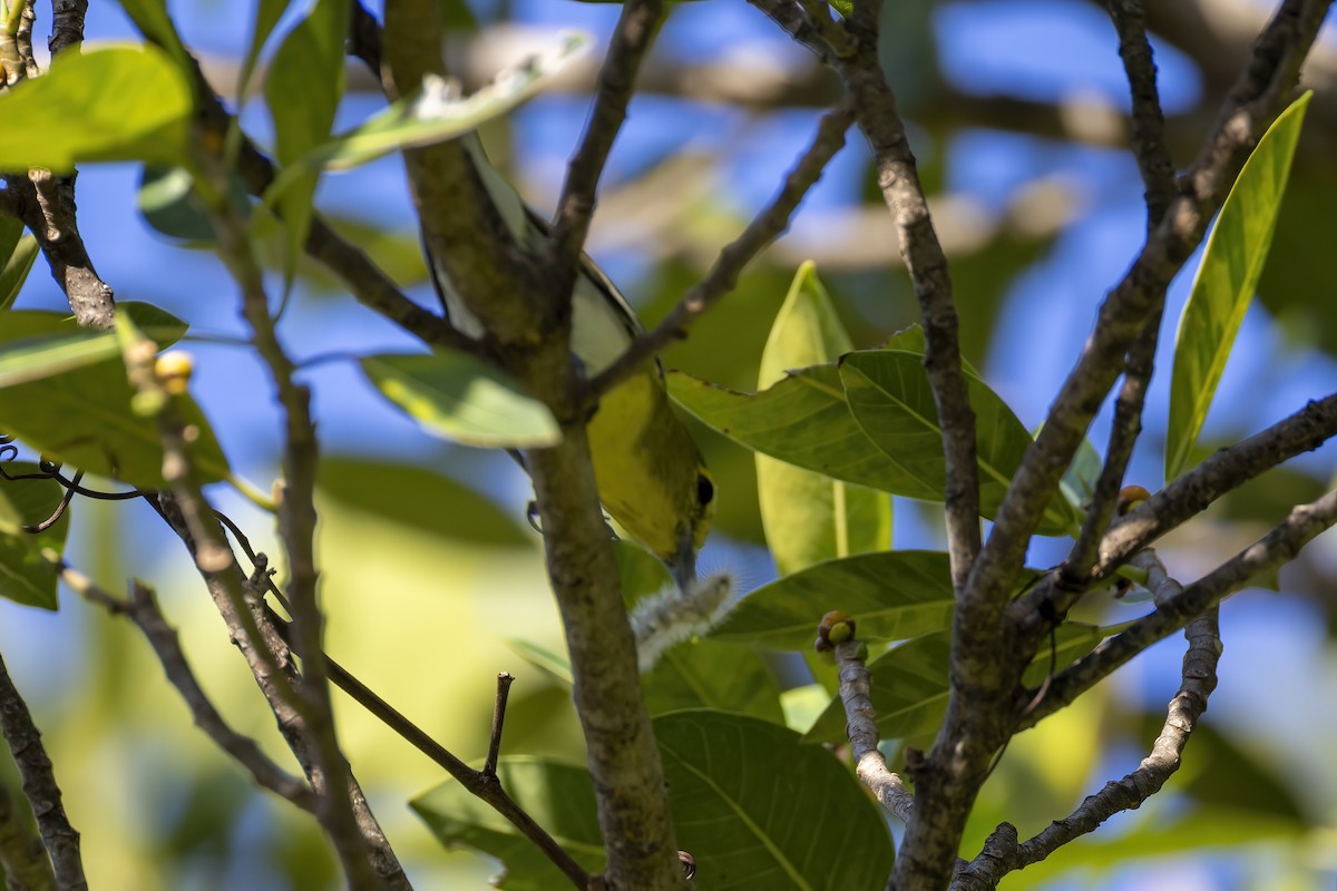 Yellow-throated Vireo - ML643717362