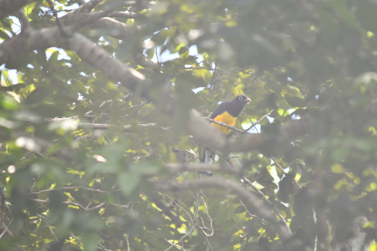 Black-headed Trogon - ML643717363