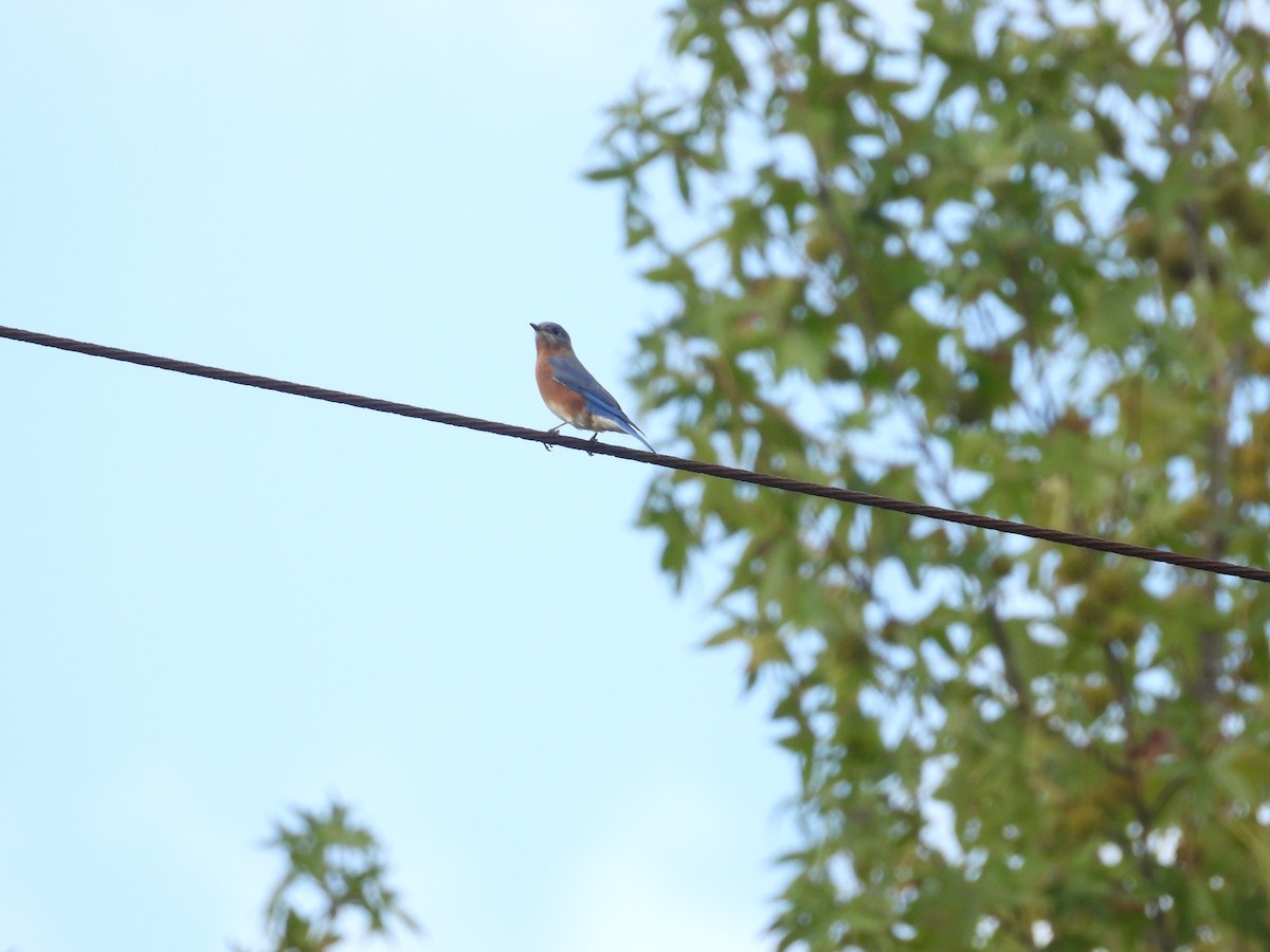 østblåfugl - ML643717364