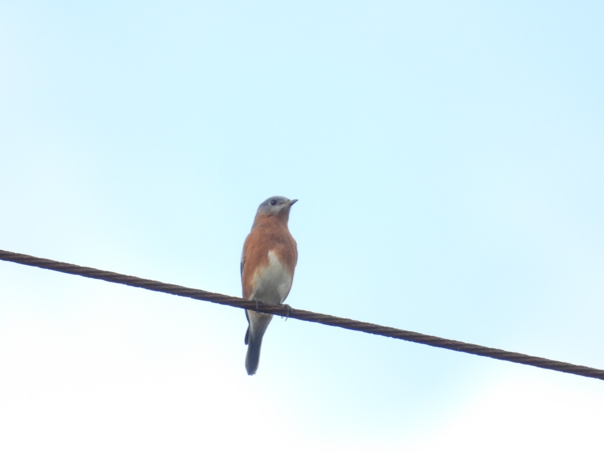 østblåfugl - ML643717365