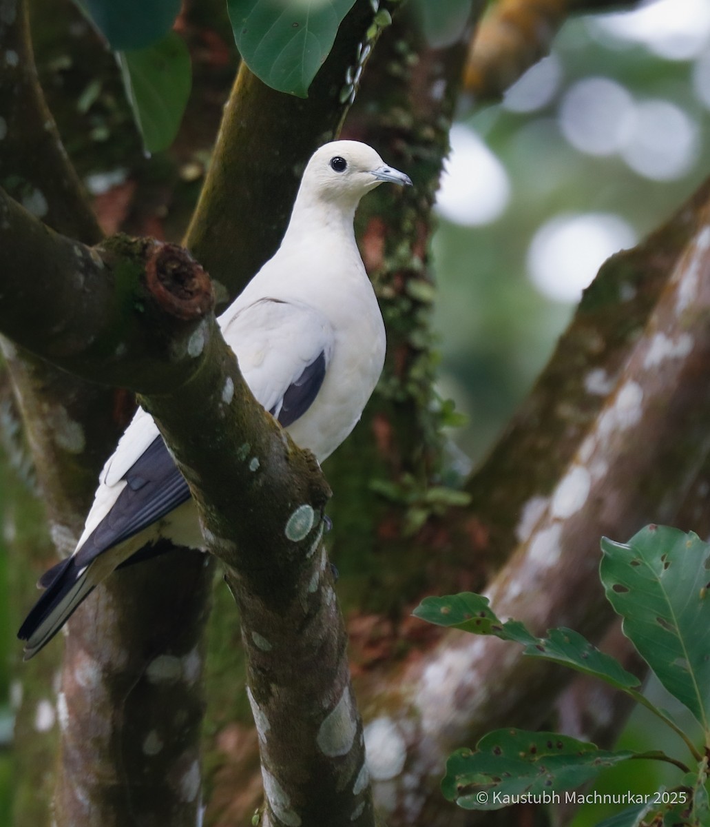 Pied Imperial-Pigeon - ML643717374