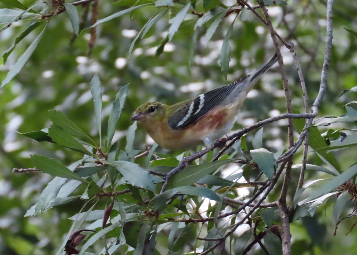 Bay-breasted Warbler - ML643717375