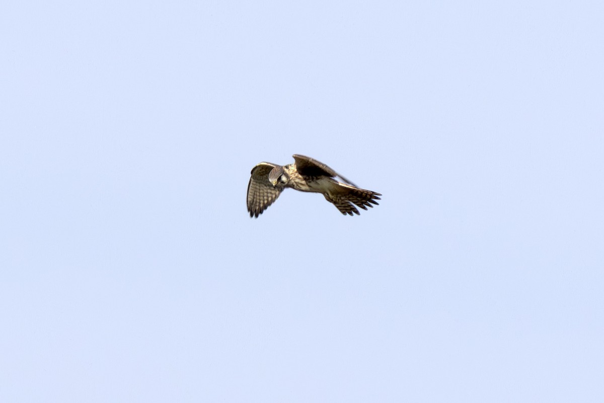 American Kestrel - ML643717377