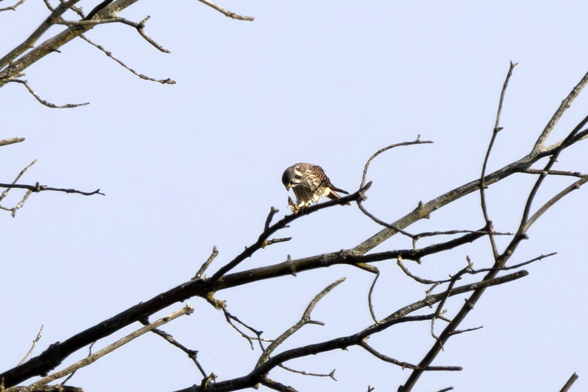 American Kestrel - ML643717378