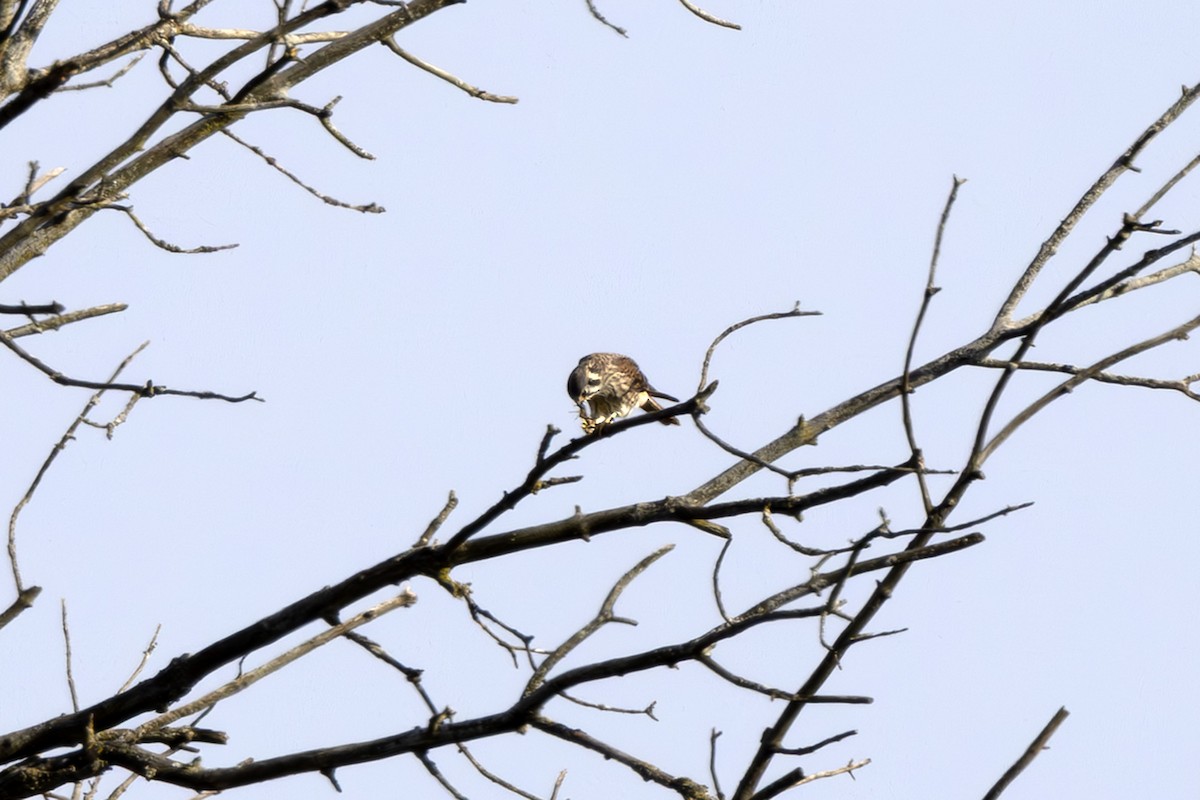 American Kestrel - ML643717379