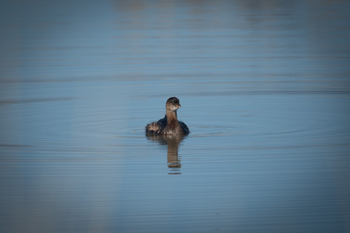 Pied-billed Grebe - ML643717382