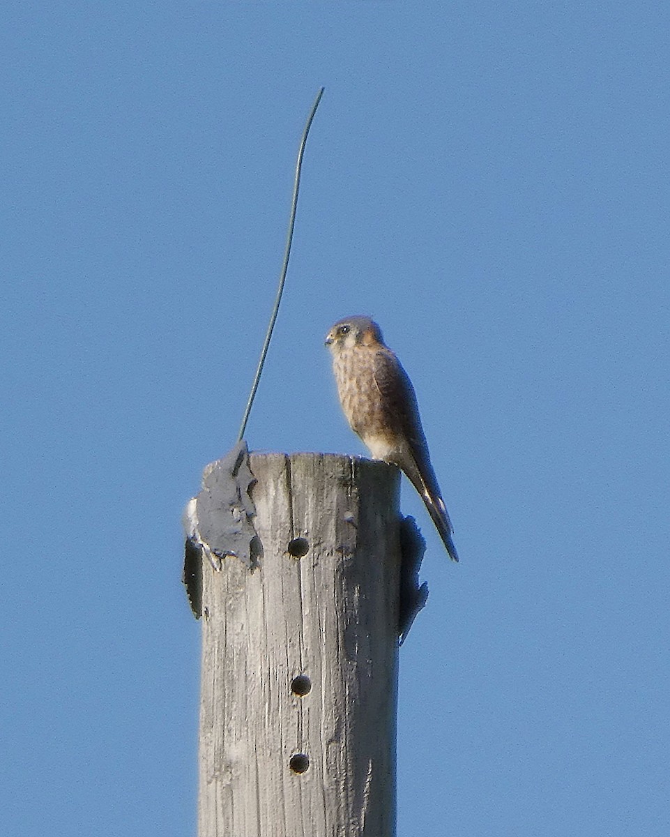 American Kestrel - ML643717383