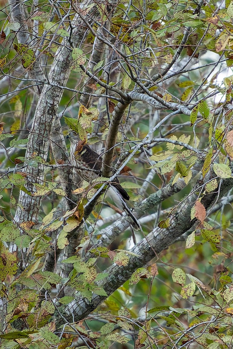 Sharp-shinned Hawk - ML643717385