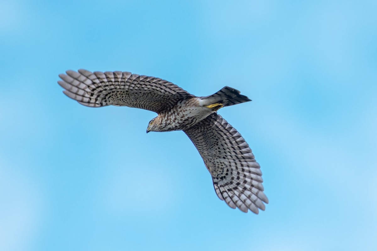 Sharp-shinned Hawk - ML643717387