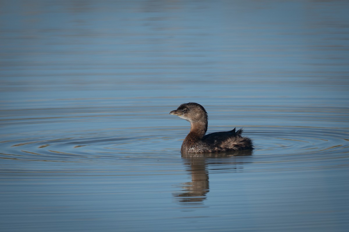 Pied-billed Grebe - ML643717399