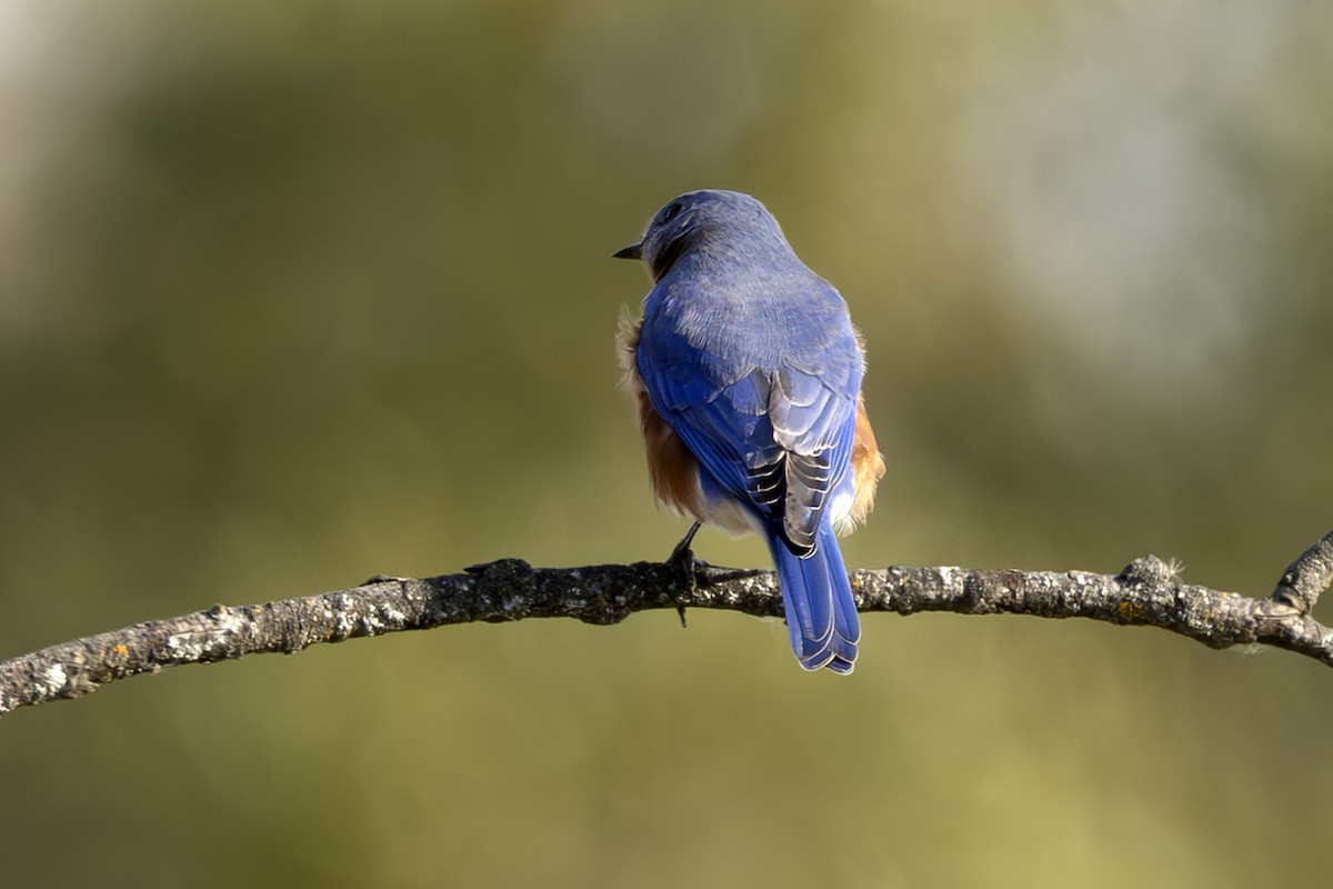 Eastern Bluebird - ML643717402