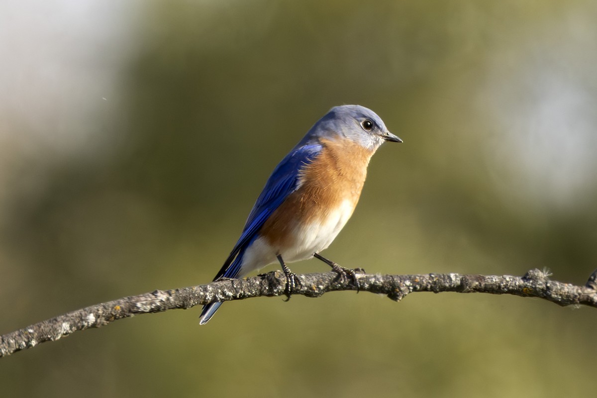Eastern Bluebird - ML643717403