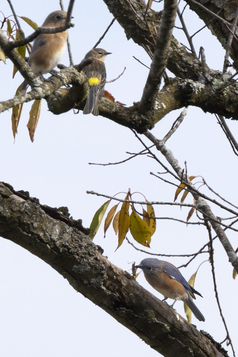 Eastern Bluebird - ML643717404