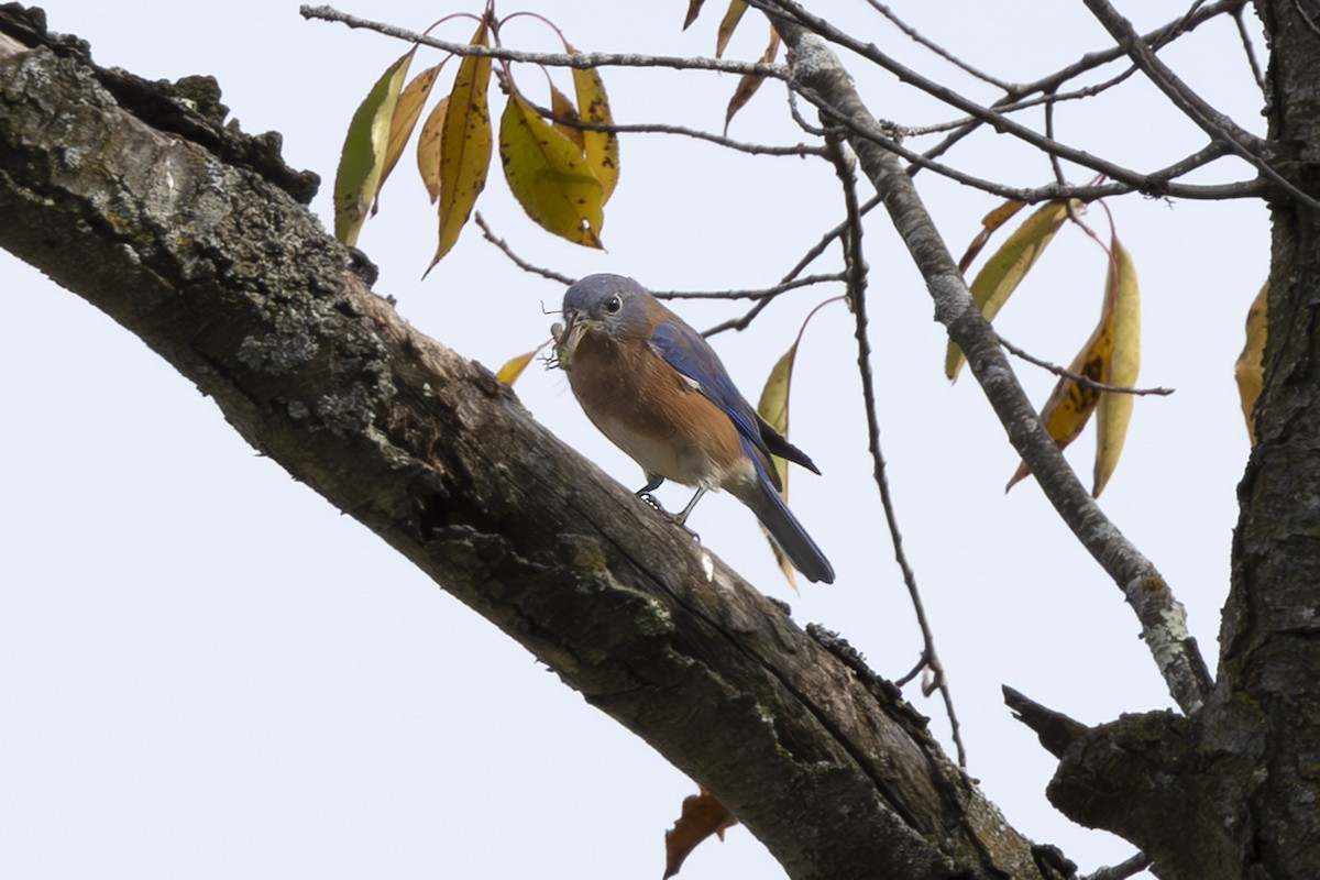 Eastern Bluebird - ML643717405