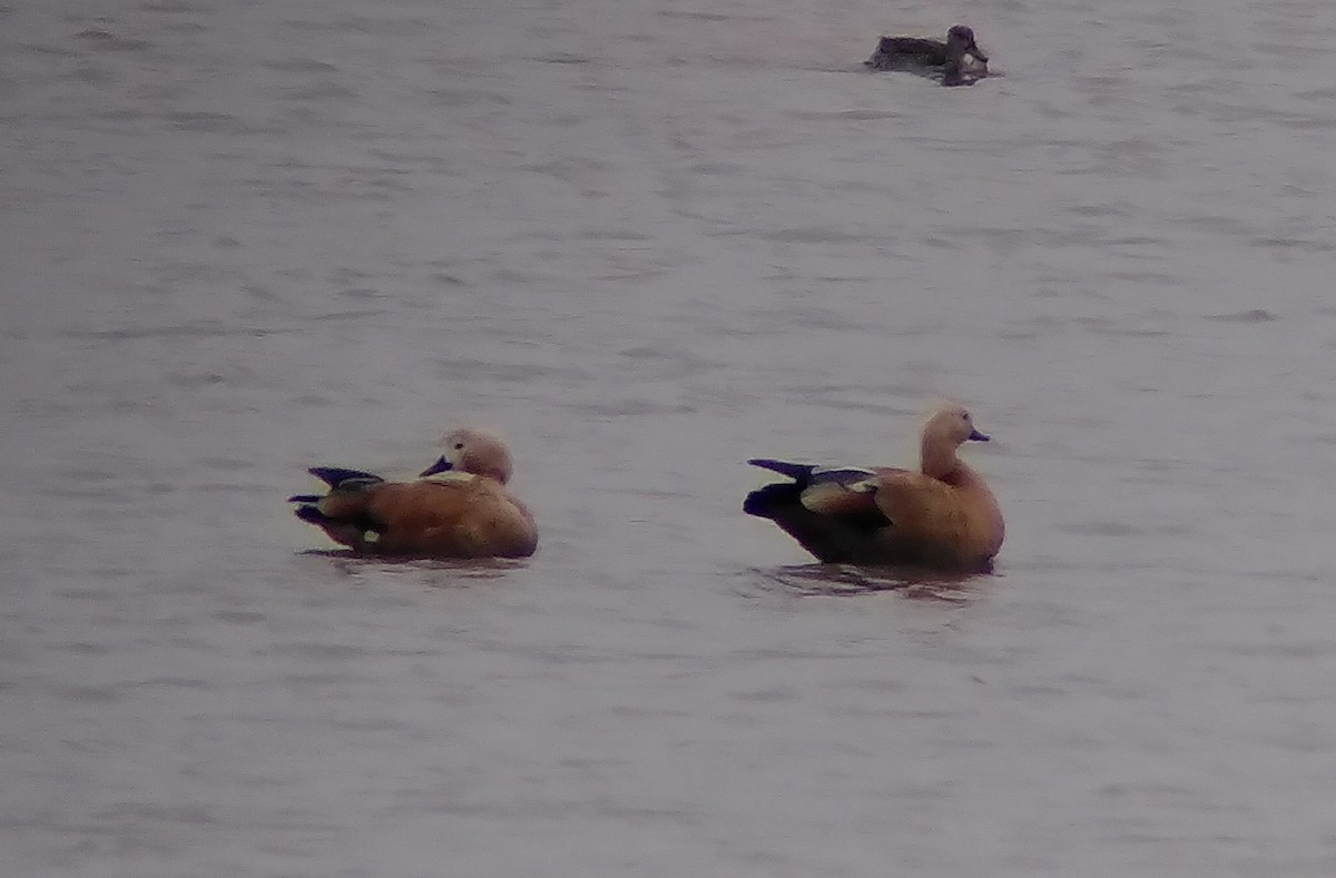 アカツクシガモ - ML643717408