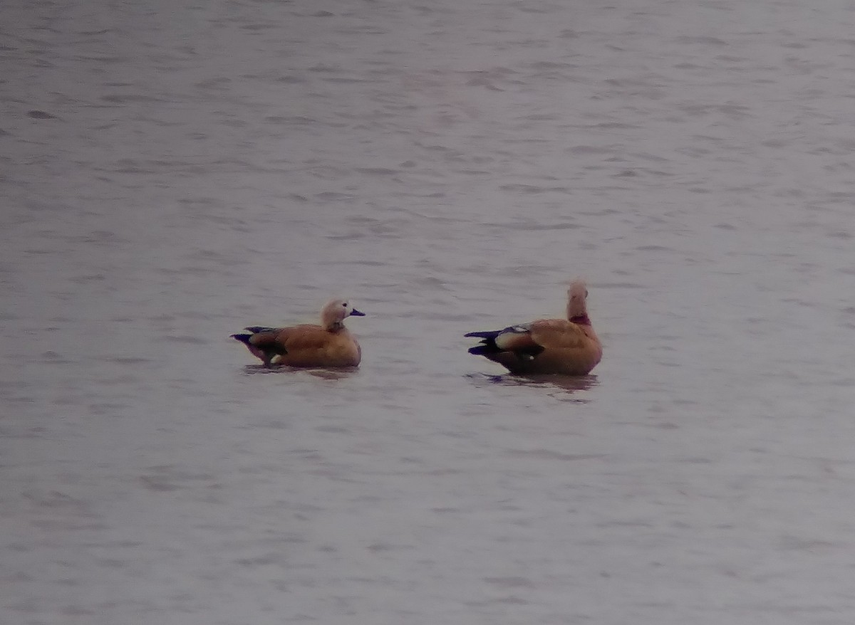 アカツクシガモ - ML643717409