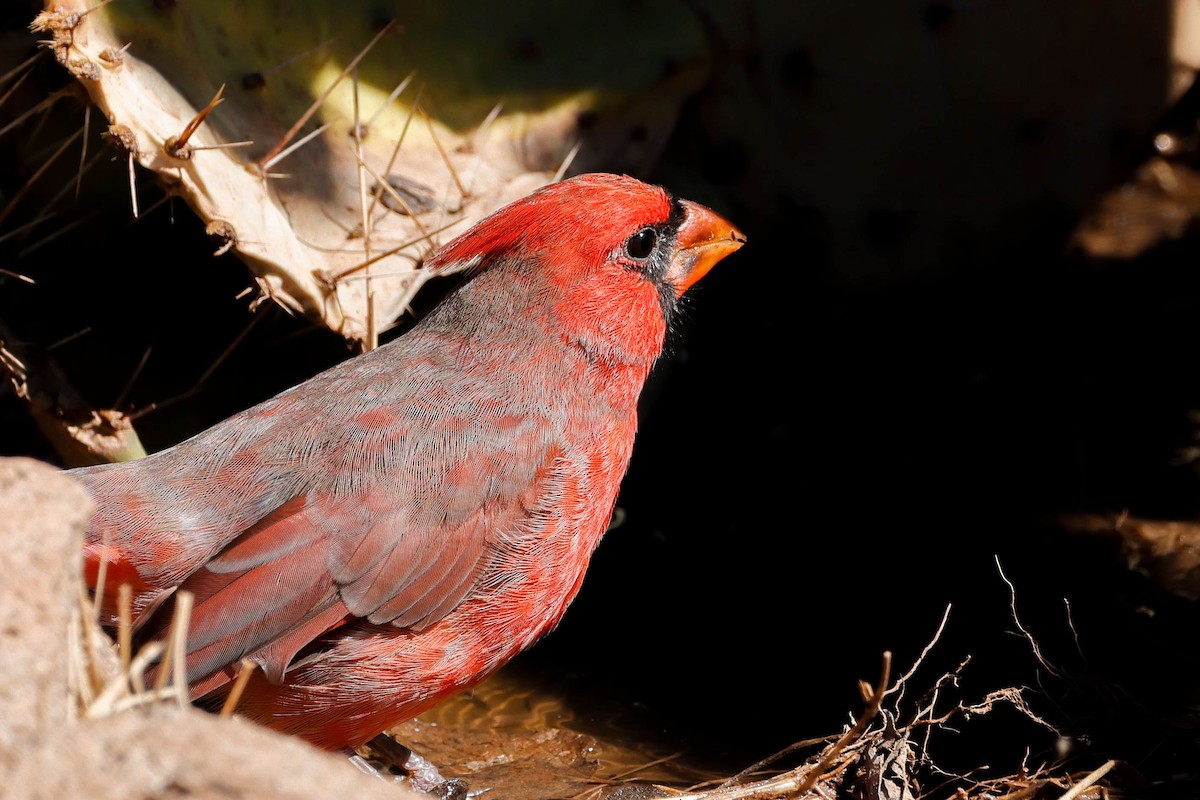 Northern Cardinal - ML643717411