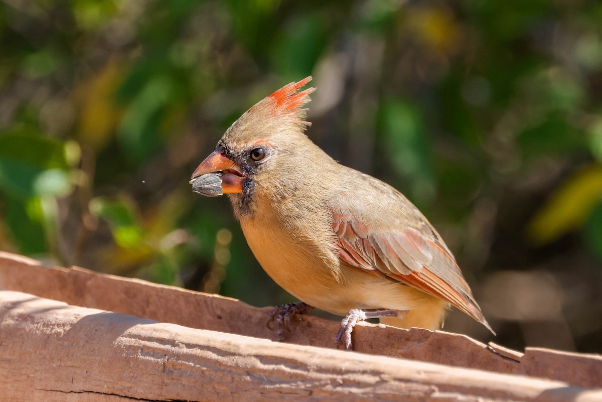 Northern Cardinal - ML643717412