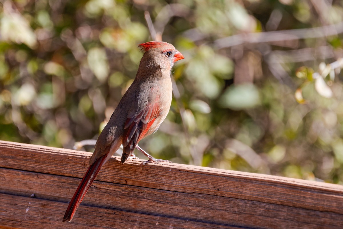 Northern Cardinal - ML643717413