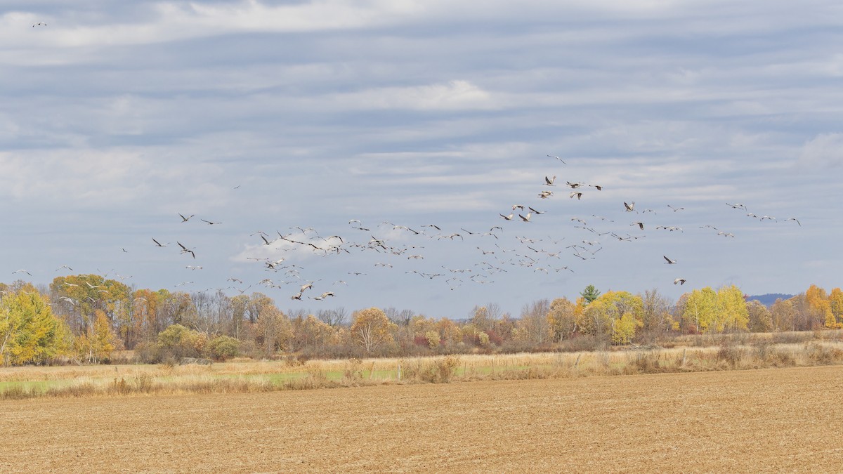Sandhill Crane - ML643717419