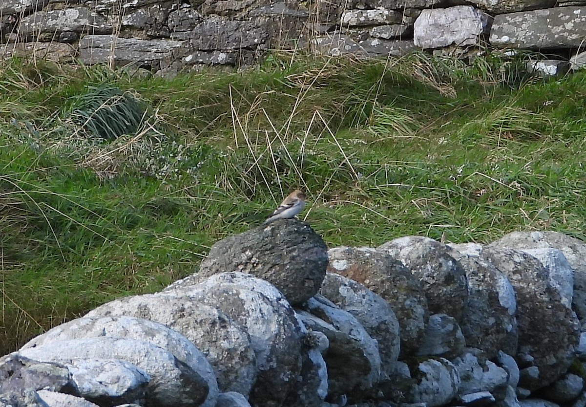 Redpoll (Hoary) - ML643717423