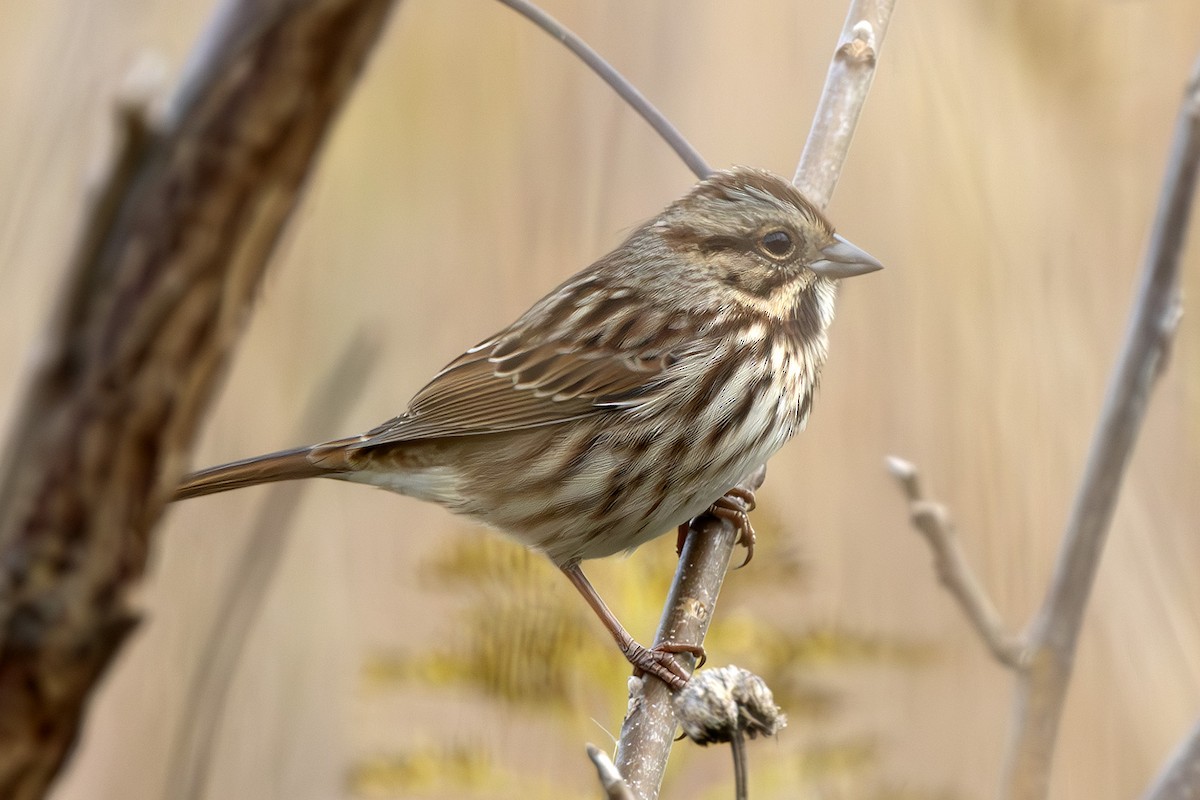 Song Sparrow - ML643717458