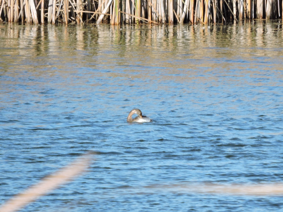 Pied-billed Grebe - ML643717461