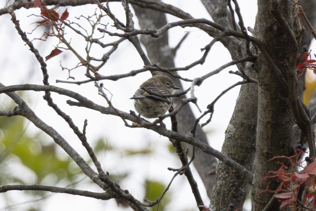 Yellow-rumped Warbler - ML643717466
