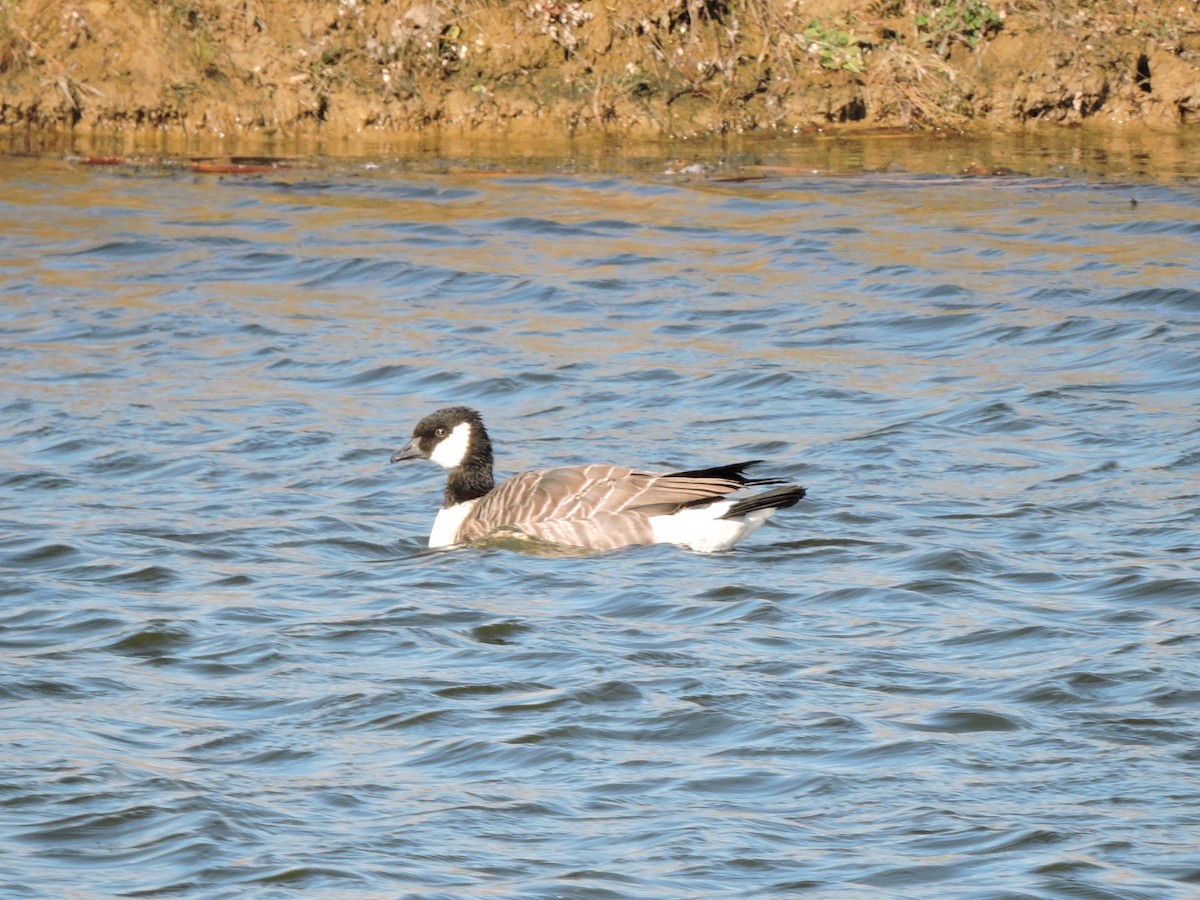 Oca canadese minore - ML643717467