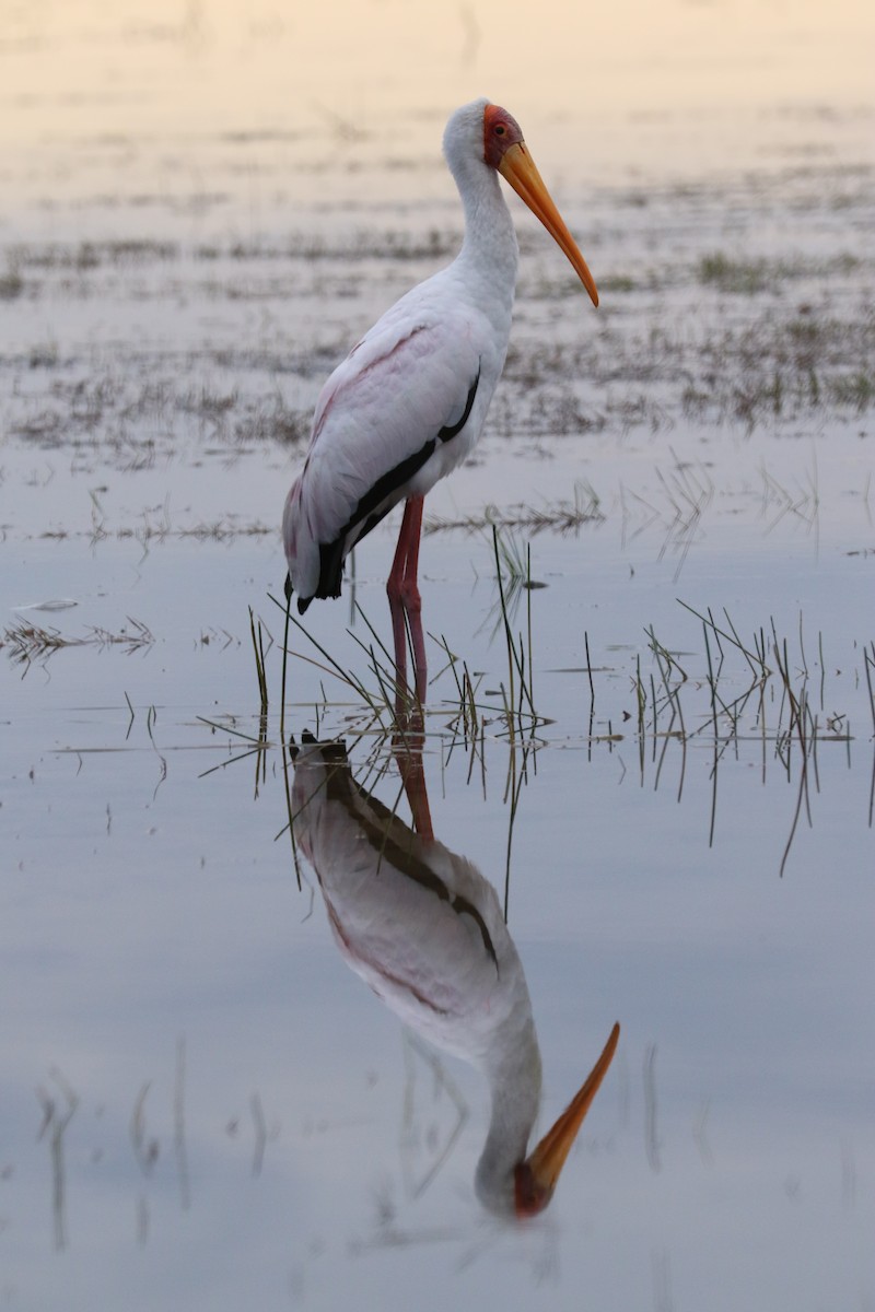 Yellow-billed Stork - ML643717469