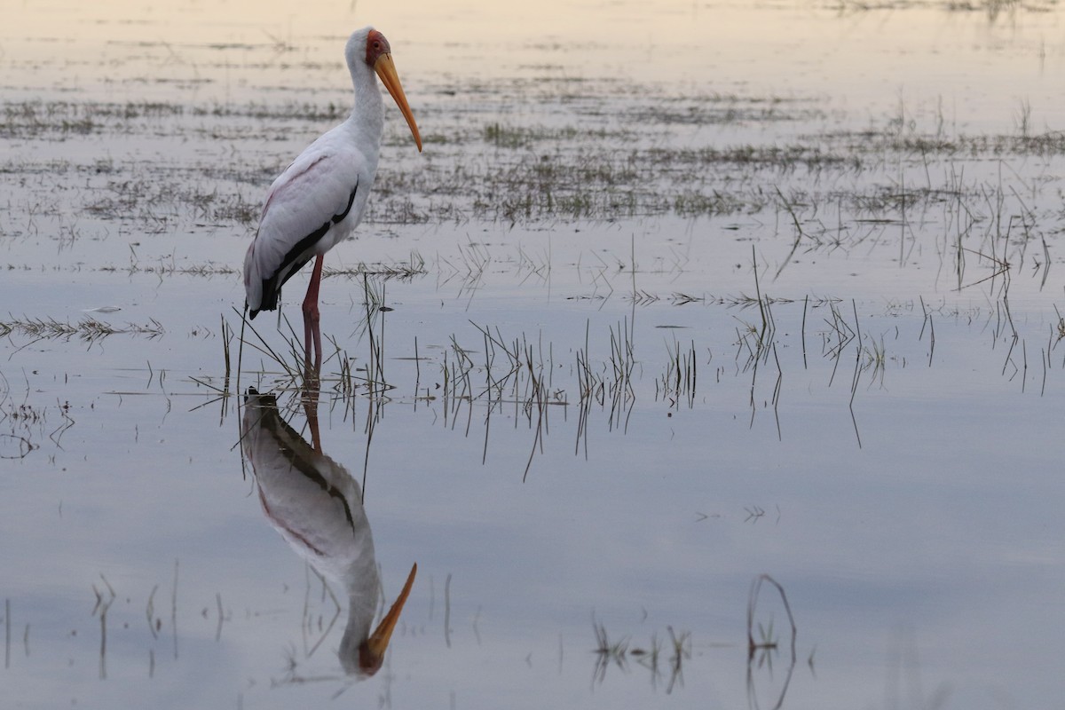 Yellow-billed Stork - ML643717472