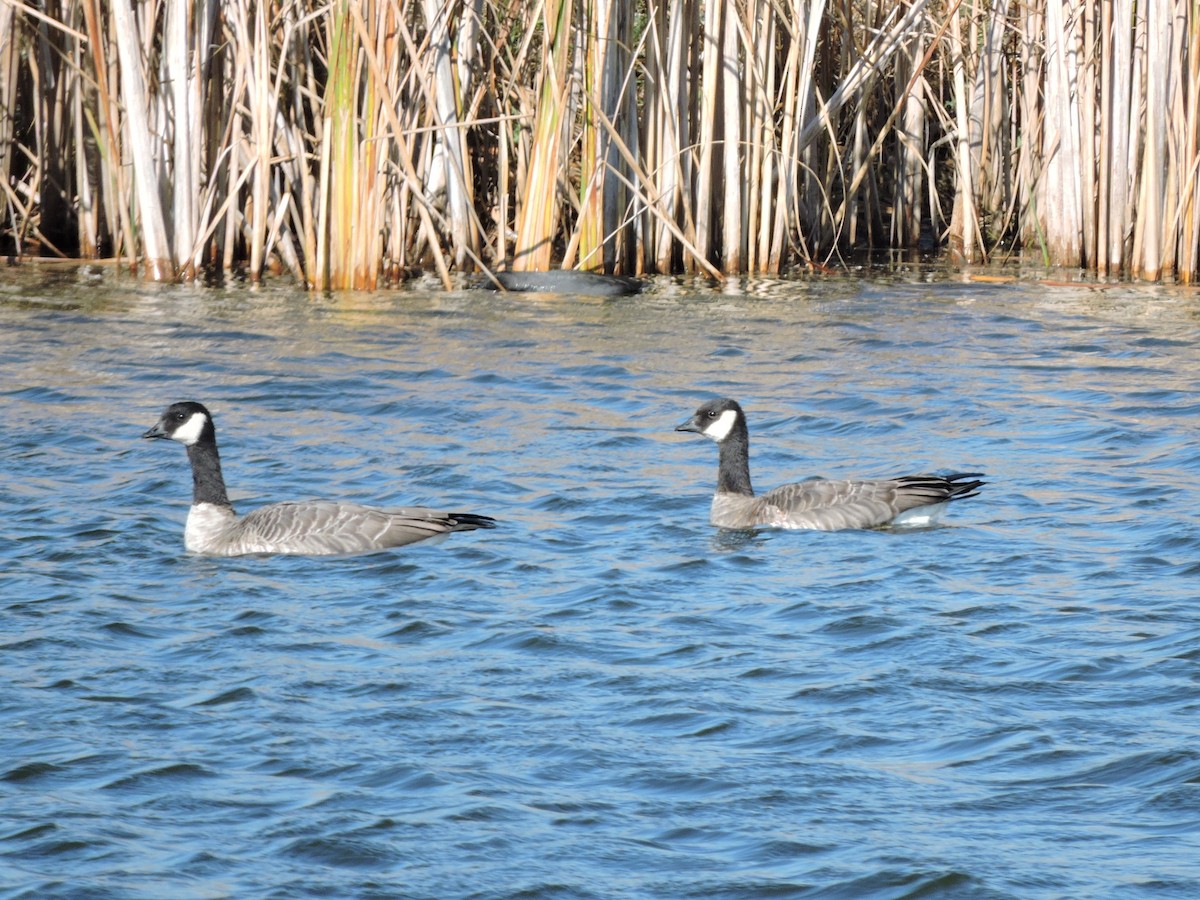 Oca canadese minore - ML643717473