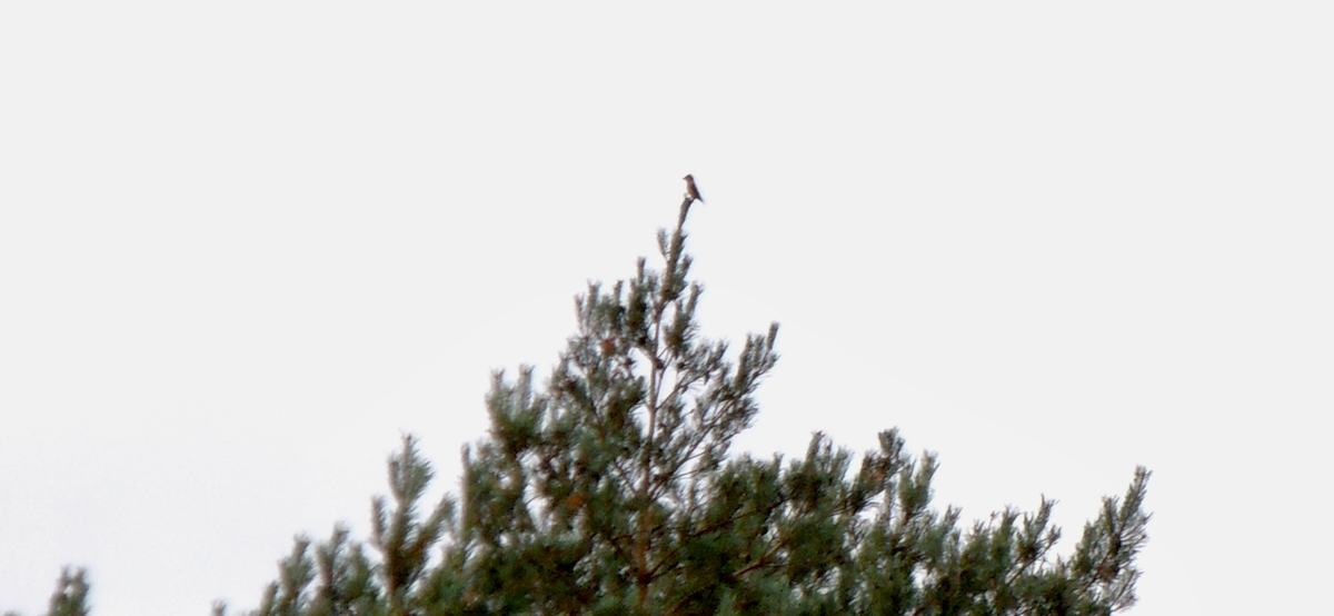 Fichtenkreuzschnabel - ML643717478