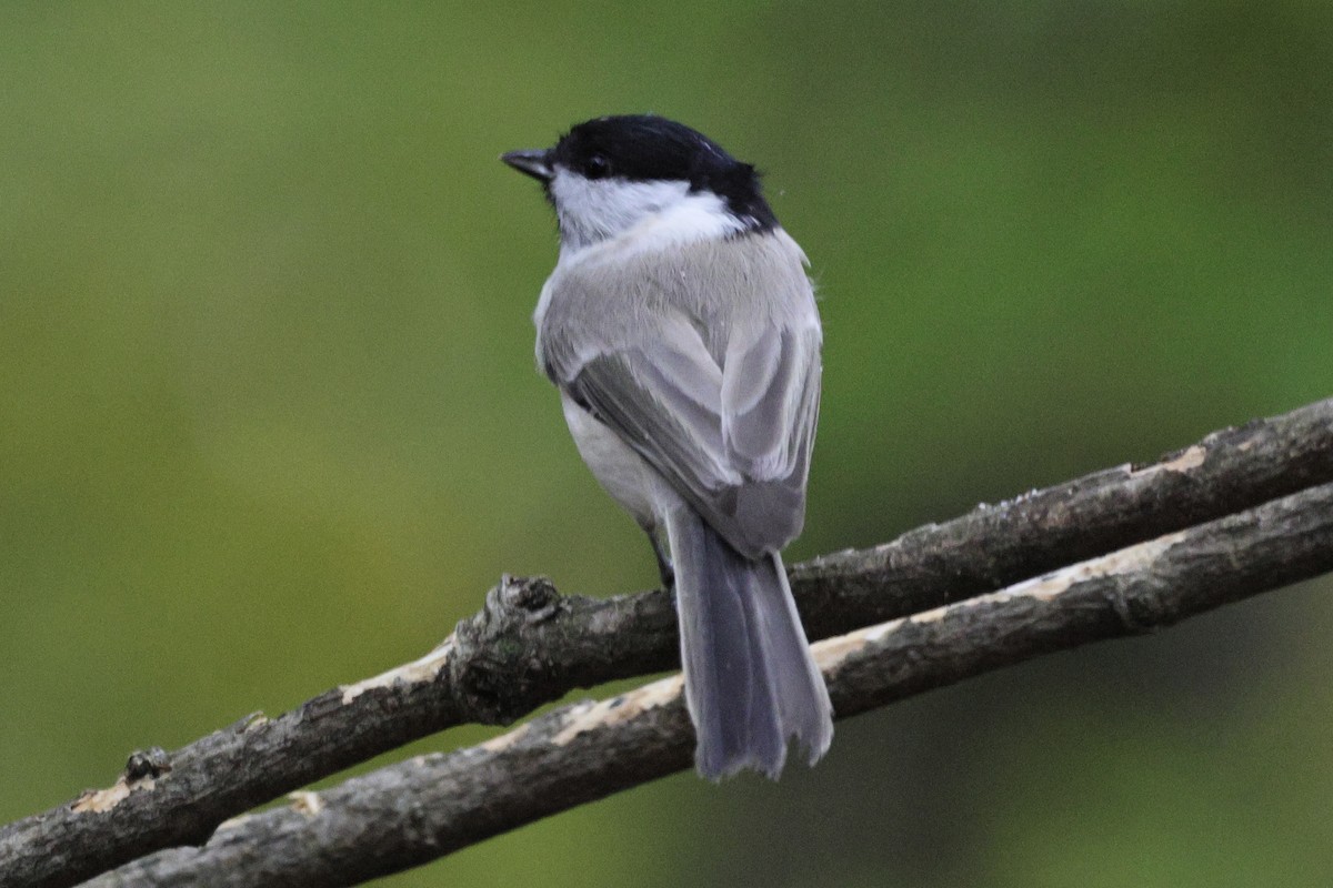 Marsh Tit - ML643717483