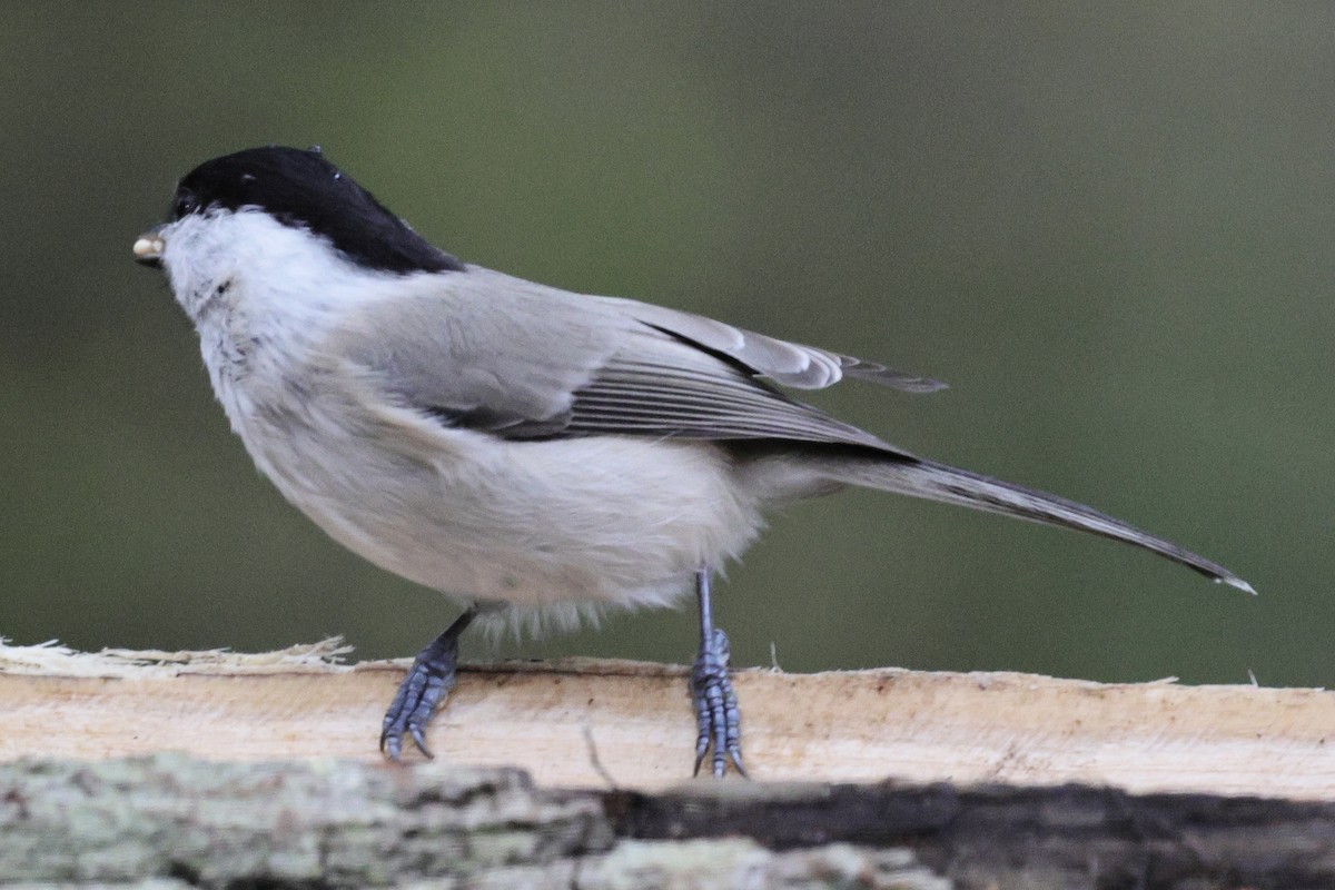 Marsh Tit - ML643717484